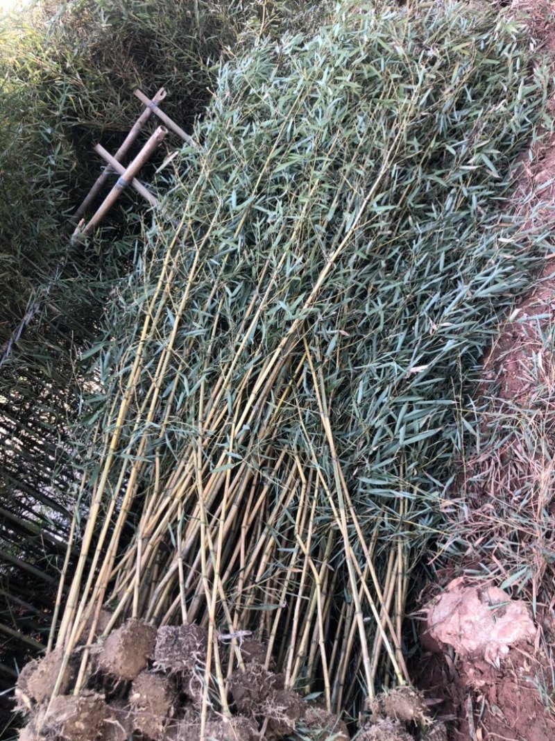 金镶玉竹