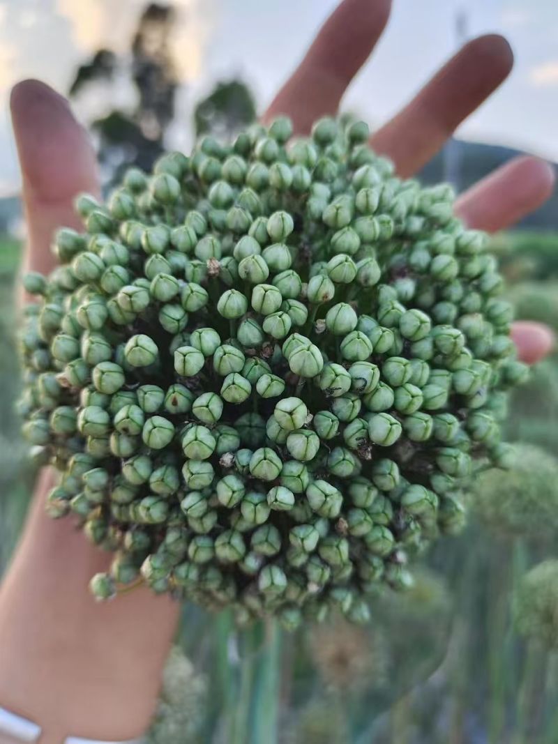 白根蒜苗种子，叶直，叶黑，叶绿，叶硬，叶条，抗病