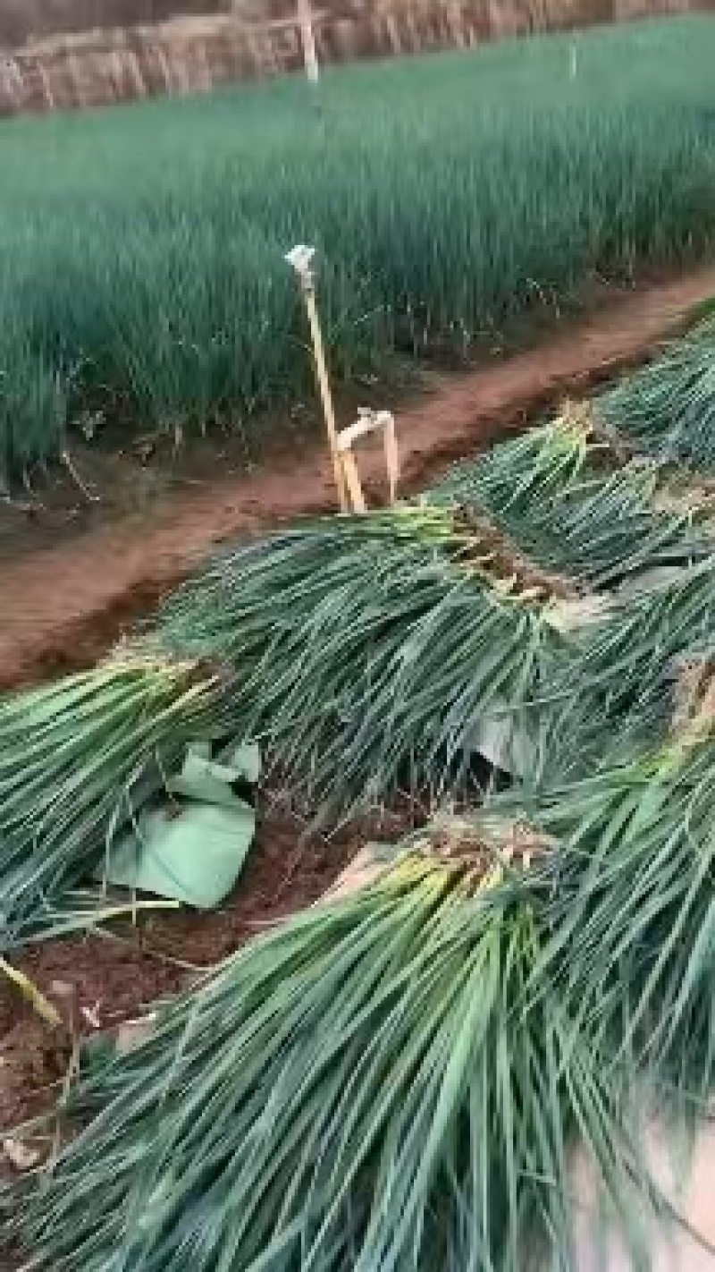 白根蒜苗种子，叶直，叶黑，叶绿，叶硬，叶条，抗病