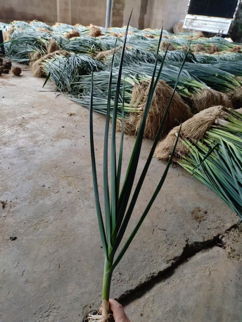 白根蒜苗种子，叶直，叶黑，叶绿，叶硬，叶条，抗病