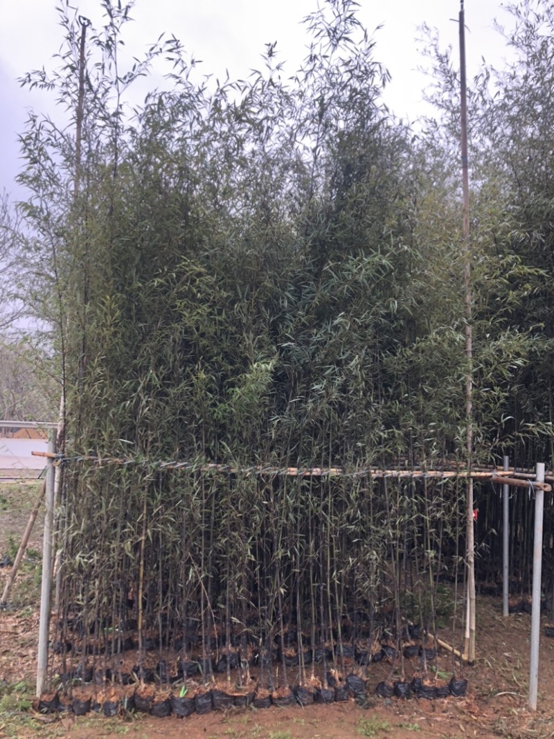 紫竹