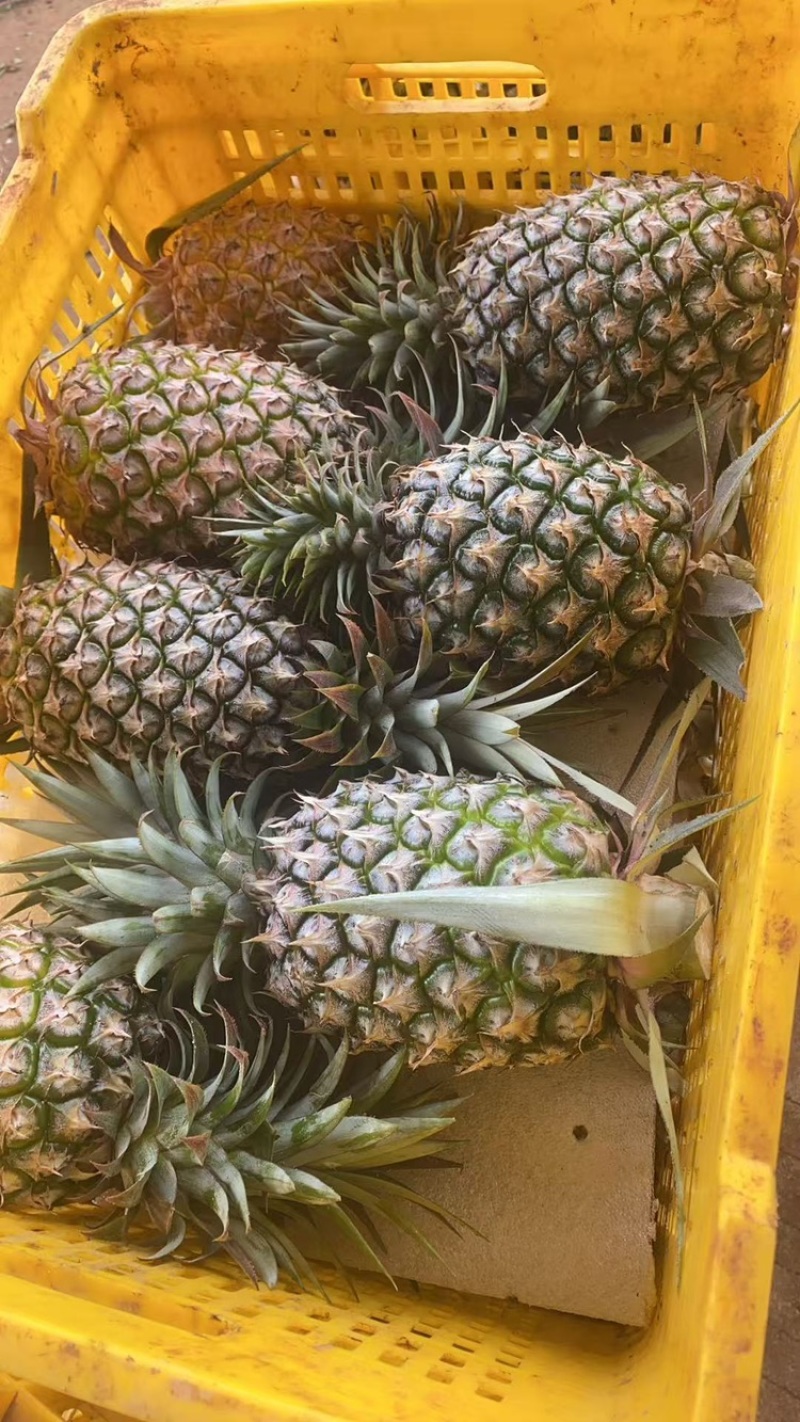海南天地人金钻凤梨🍍17号精品，统货