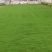 纱布苔藓