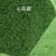 纱布苔藓