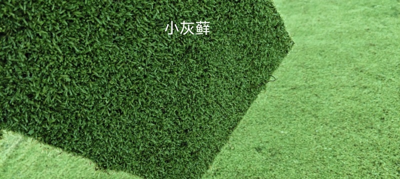 纱布苔藓
