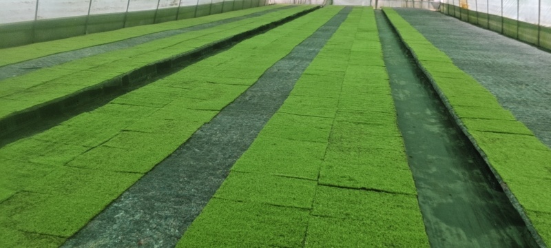纱布苔藓
