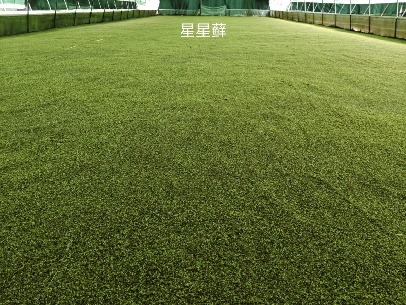 纱布苔藓