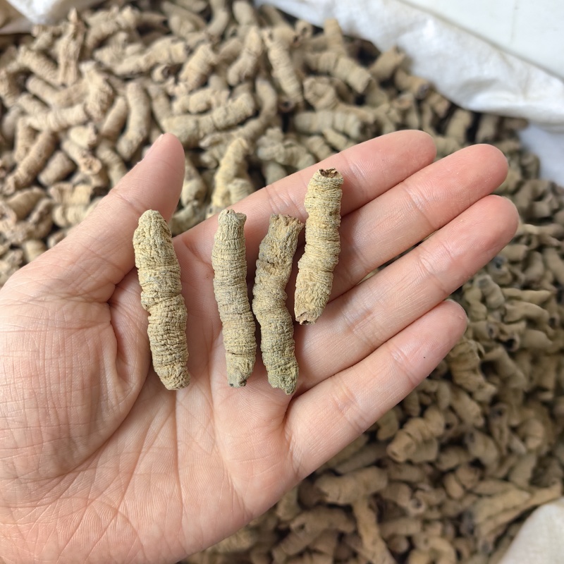巴戟天抽芯干货优质无硫各种规格批发零售