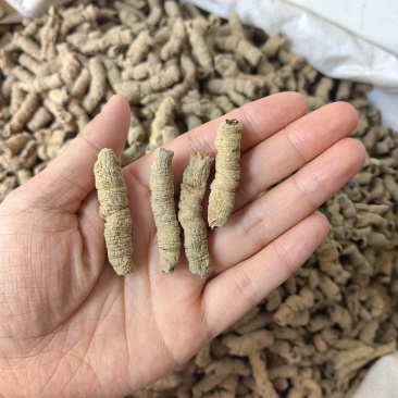 巴戟天抽芯干货优质无硫各种规格批发零售