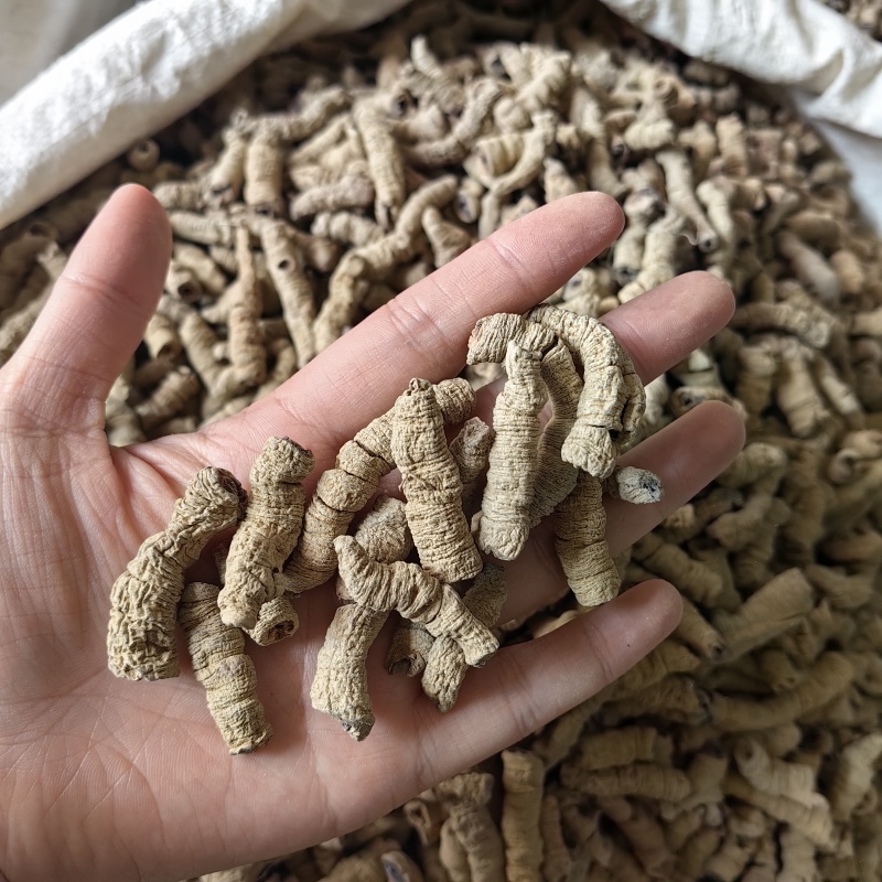 巴戟天抽芯干货优质无硫各种规格批发零售