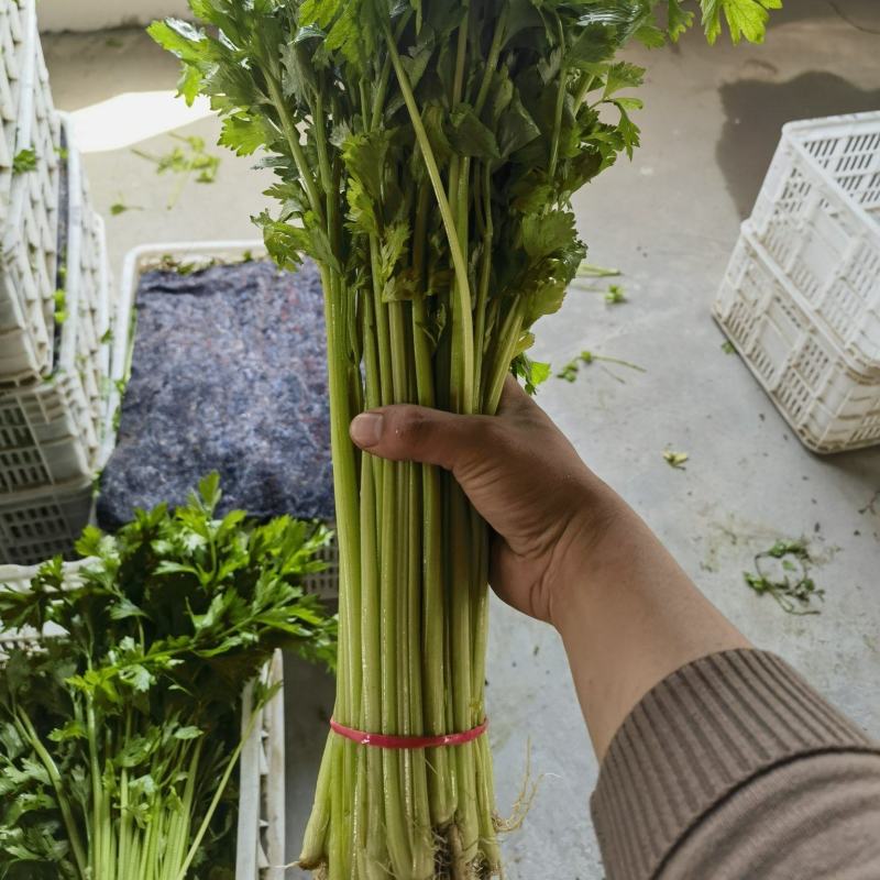 山东聊城玻璃脆小香芹清爽味甜多汁