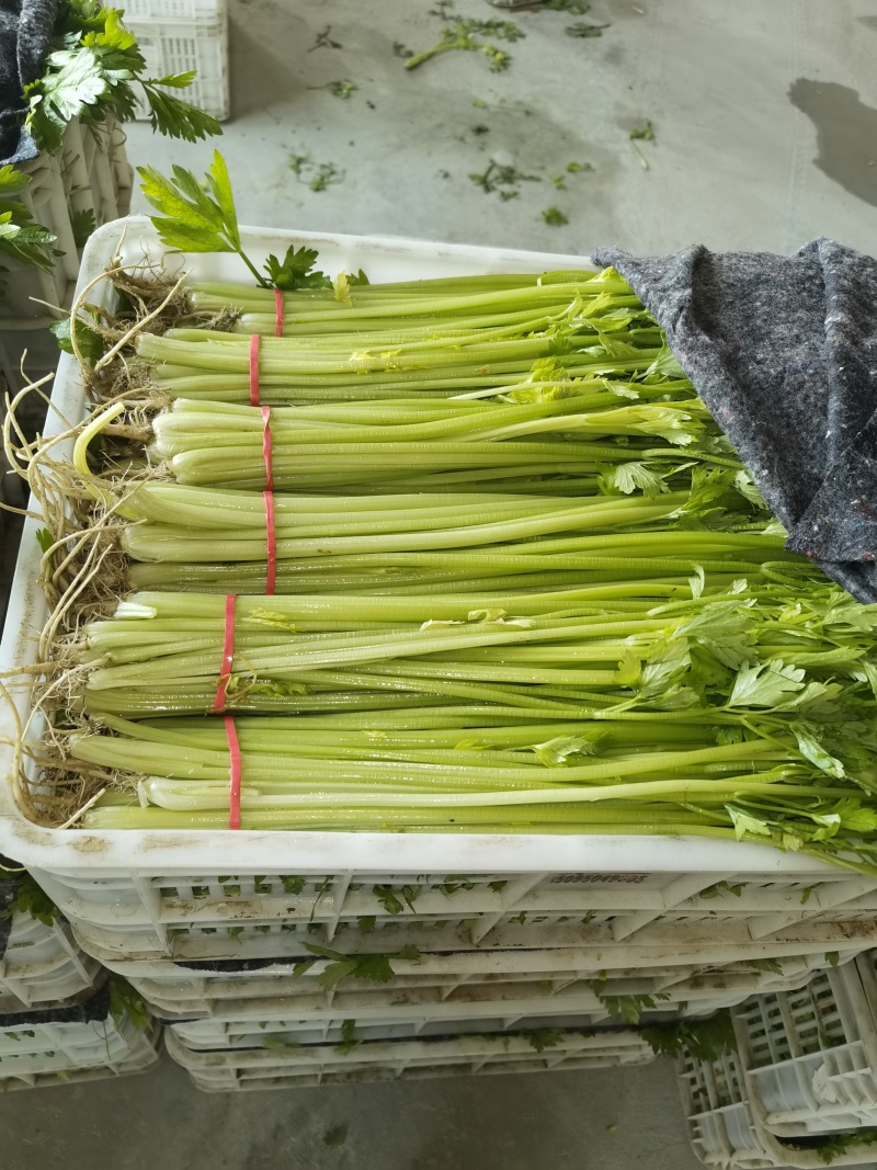 山东聊城玻璃脆小香芹清爽味甜多汁