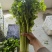 山东聊城玻璃脆小香芹清爽味甜多汁