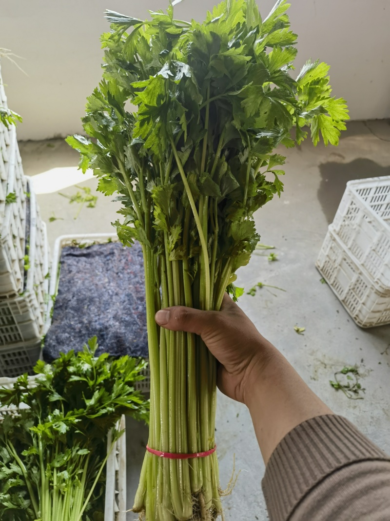山东聊城玻璃脆小香芹清爽味甜多汁