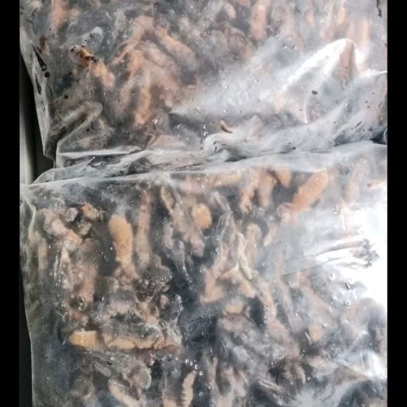 新鲜活冻蝼蛄虫