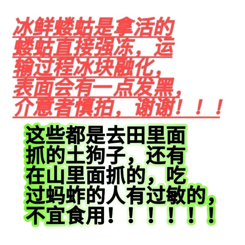 新鲜活冻蝼蛄虫