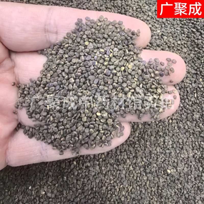 【包邮】沙苑子沙菀子沙宛子大量批发