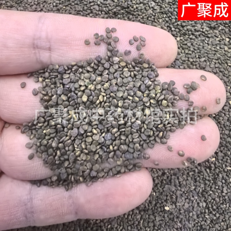 【包邮】沙苑子沙菀子沙宛子大量批发