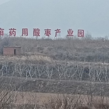 药用酸枣苗产地直销酸枣苗基地