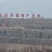 药用酸枣苗产地直销酸枣苗基地
