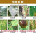 鑫星40%苯醚甲环唑悬浮剂叶斑病黑星病疮痂病杀菌剂