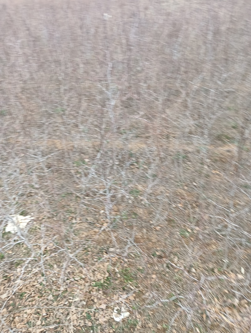 药用酸枣苗产地直销酸枣苗基地