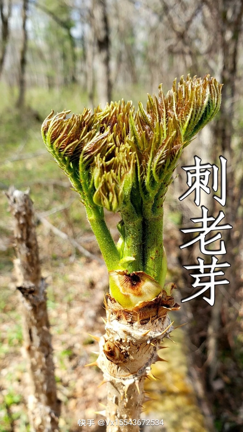 刺嫩芽