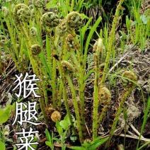猴腿菜