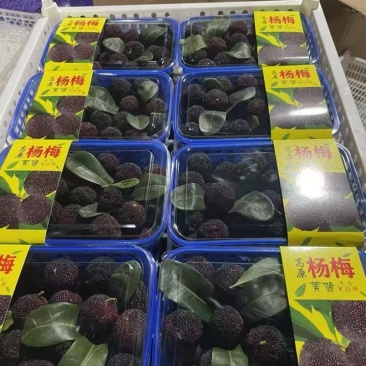 云南杨梅