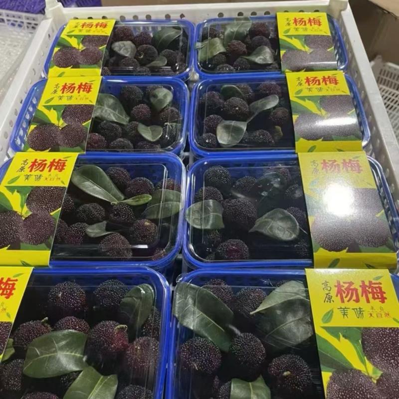 云南杨梅