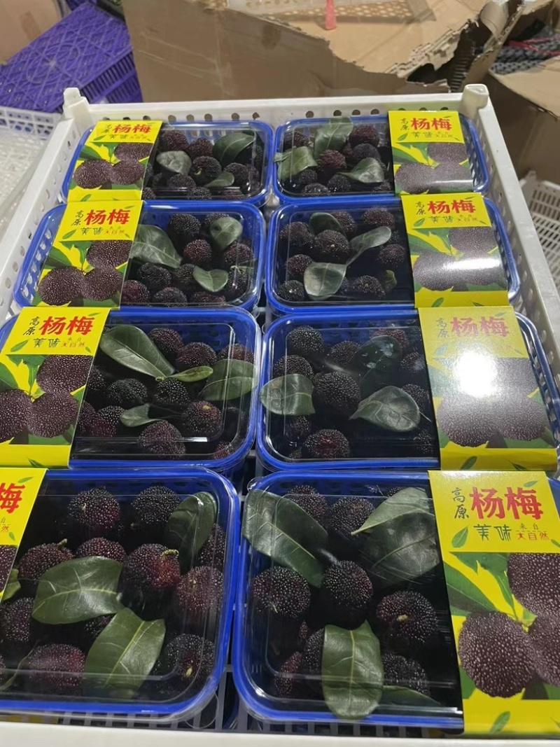 云南杨梅