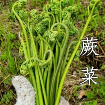 蕨菜