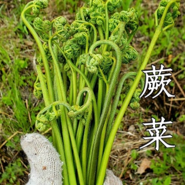 蕨菜