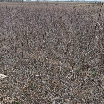 药用酸枣苗基地酸枣苗产地直销