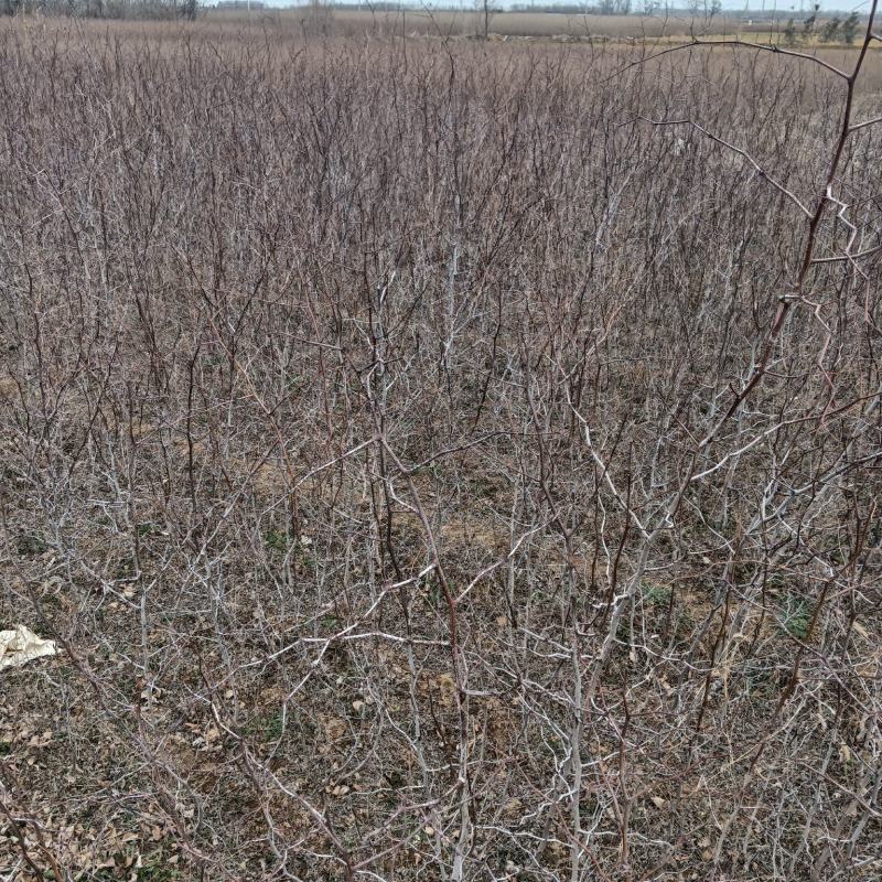 药用酸枣苗基地酸枣苗产地直销