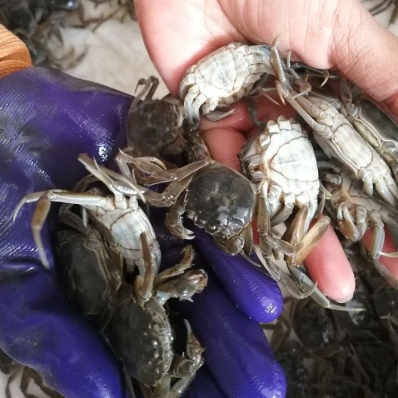 盘锦河蟹蟹苗，八九十头的，活力嘎嘎好，有需要的老铁联系我