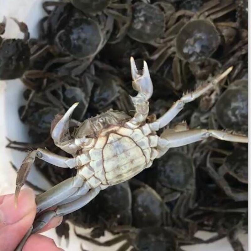 盘锦河蟹蟹苗，八九十头的，活力嘎嘎好，有需要的老铁联系我