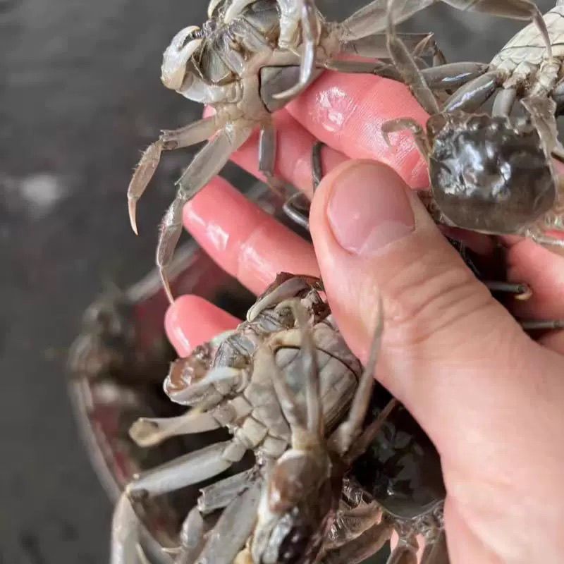 盘锦河蟹蟹苗，八九十头的，活力嘎嘎好，有需要的老铁联系我