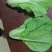 山东曹县水白（黄白），精品货，常年供应量大从优。