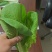 山东曹县水白（黄白），精品货，常年供应量大从优。