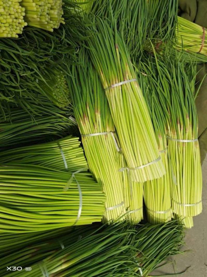 河南鲜蒜苔欢迎新老客户无忧代办