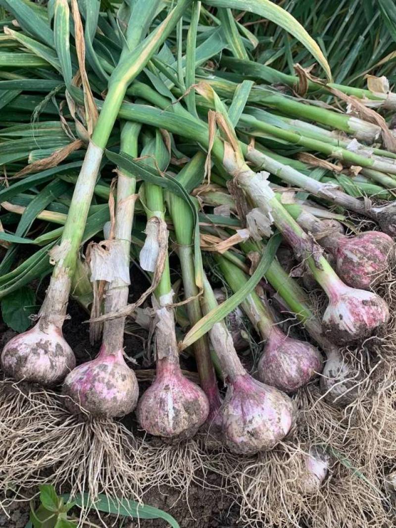 河南鲜蒜苔欢迎新老客户无忧代办