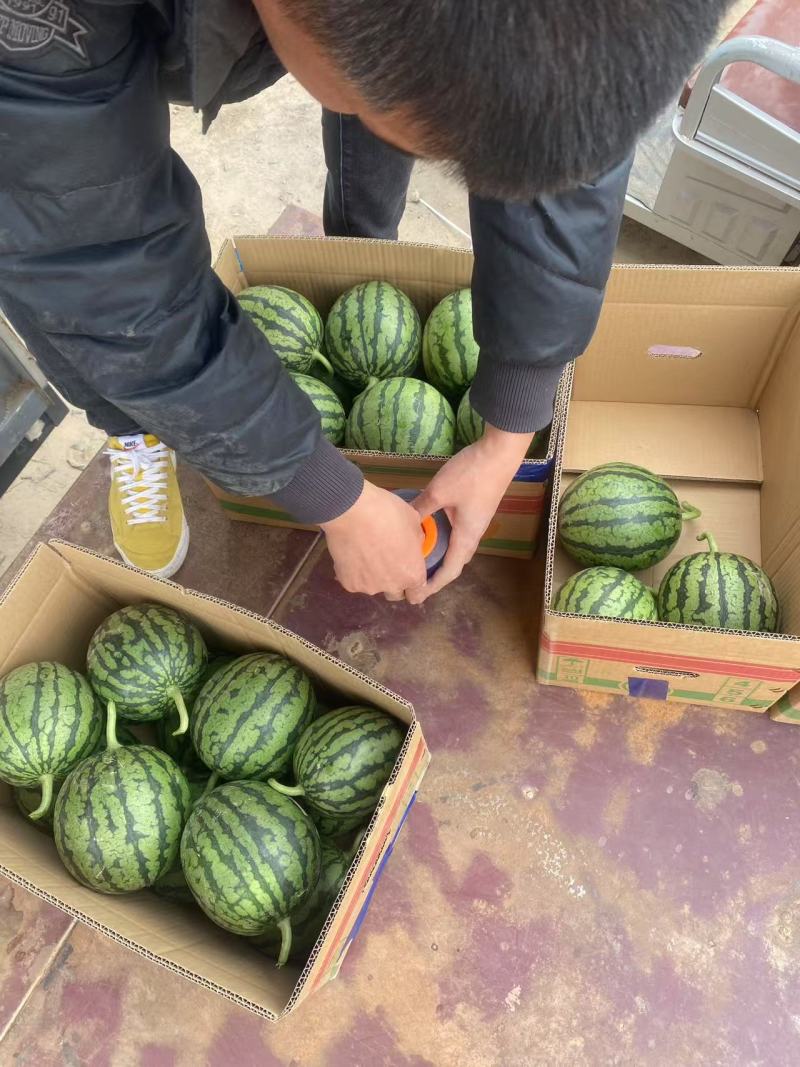 精品西瓜早春红玉货源充足量大从优质量保证欢迎咨询