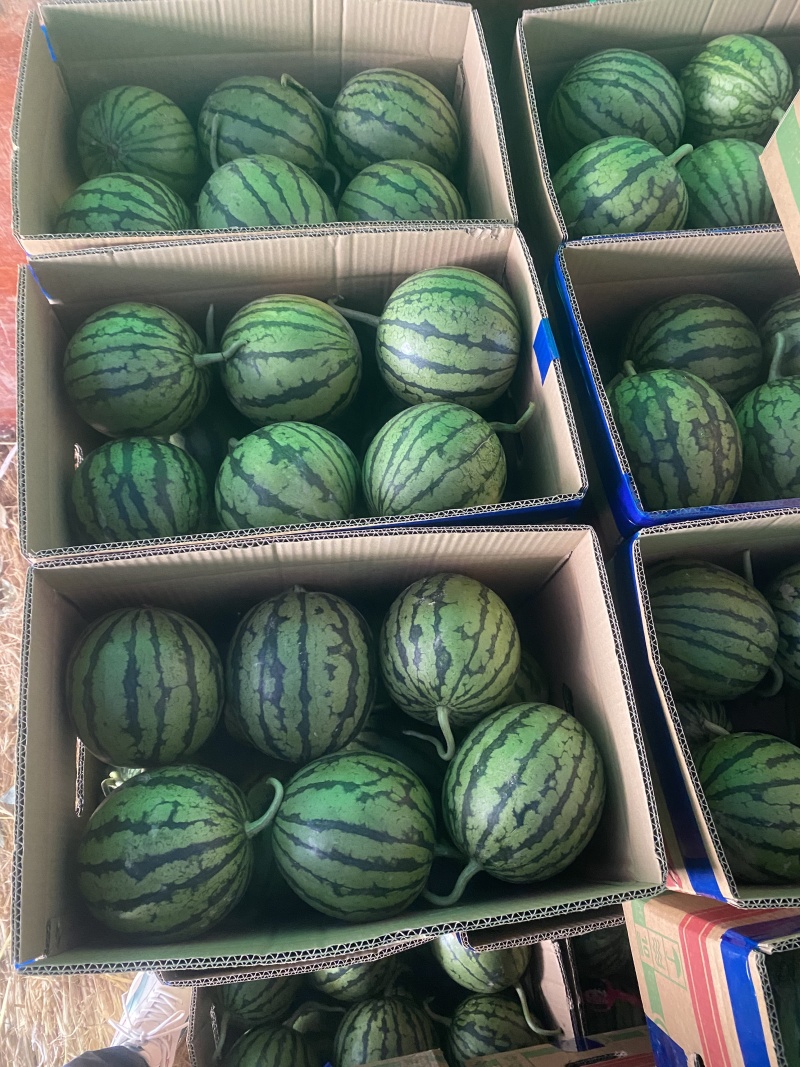 精品西瓜早春红玉货源充足量大从优质量保证欢迎咨询