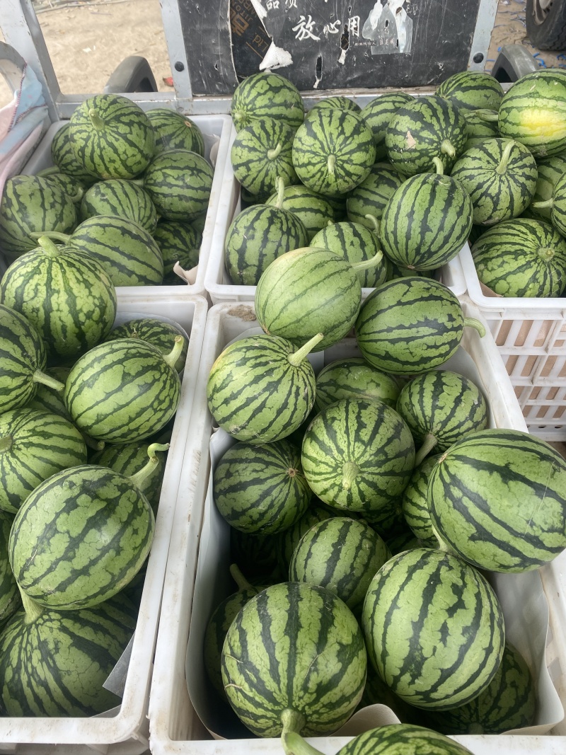 精品西瓜早春红玉货源充足量大从优质量保证欢迎咨询