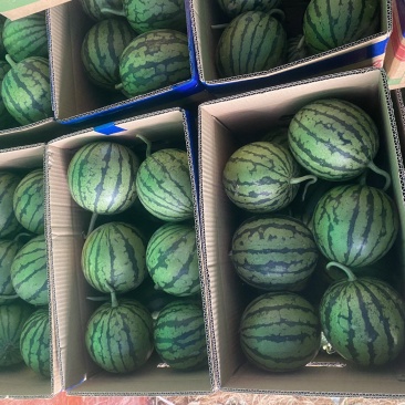 精品西瓜早春红玉货源充足量大从优质量保证欢迎咨询
