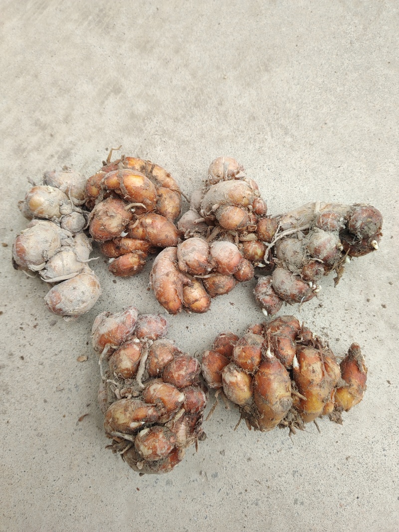 新鲜广东大沙姜，味道正10元