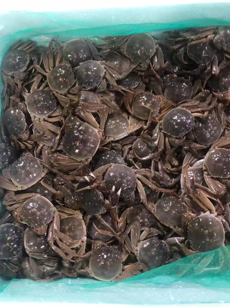 辽宁盘锦河蟹，农家自己养殖，稻田蟹，满膏满黄，大量批发了