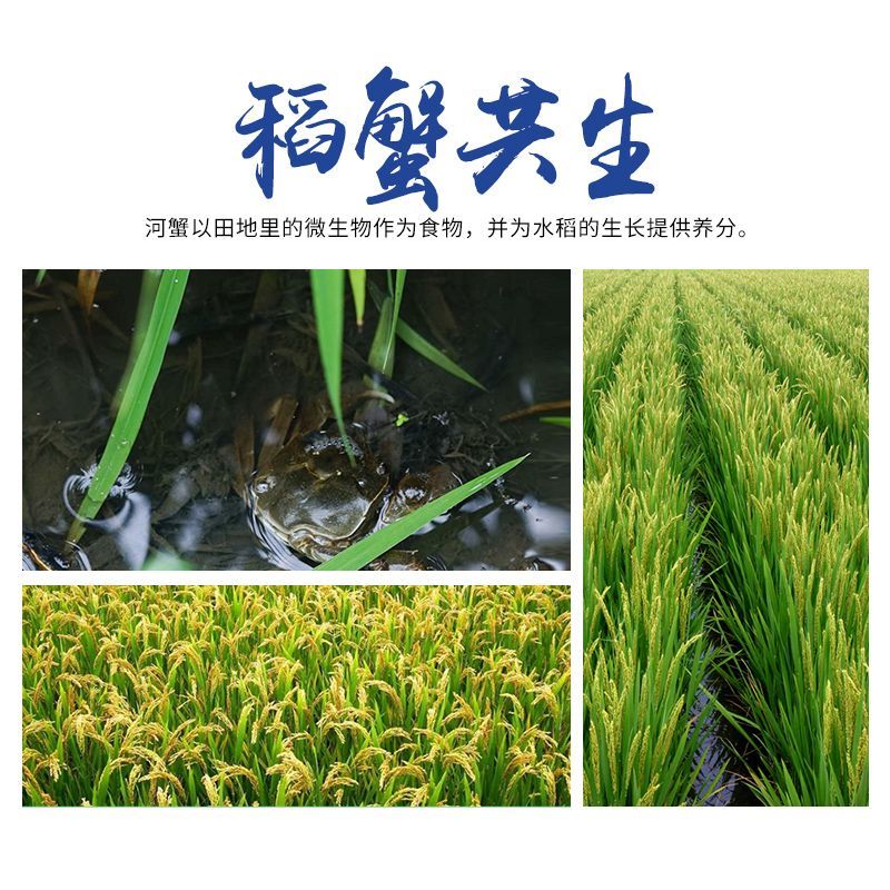 蟹稻共生，盘锦大米，长粒香大米，过年过节必备大米，需要来