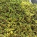 2025年的明前芽头上市